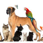 Group of pets - Dog, cat, bird, reptile, rabbit, isolated on white